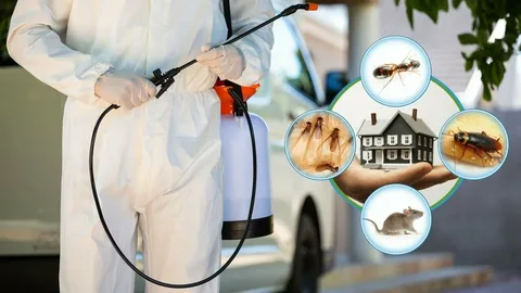 شركات مكافحة بخميس مشيط